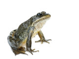 A Columbia spotted frog