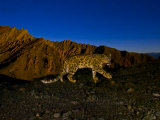 A snow leopard traverses a rocky slope