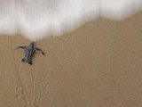 A leatherback turtle hatchling crawls to the sea
