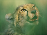 A Cheetah Cub with a Bloodstained Muzzle in the Okavango Delta