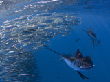 Sailfish hunt sardines using their bills and sails to corner the fish
