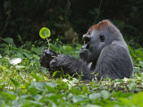A silverback soaks in a swamp for hours while munching herb roots