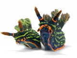 A pair of toxic Nembrotha kubaryana nudibranchs