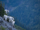 Mountain goats  adult and juvenile  on a mountain side