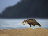 A vulture feasts on a baby leatherback turtle
