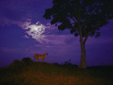 A Young Cheetah Prowls by Moonlight in the Okavango Delta