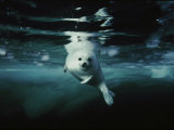 A whitecoat  or juvenile  harp seal swims gracefully in icy water
