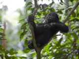 A small sapling is Kusu's watchtower in the Congo jungle