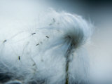Silken fibers of cotton grass