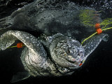 A leatherback turtle freed from a gillnet before it could drown