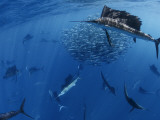 Sailfish drive their prey toward the surface for easier feeding