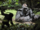 A young ape plays at the edge of a swamp