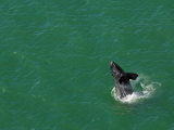 A right whale calf breaches off Atlantic coast of Florida