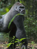 A gorilla knuckle-walks on arms as thick as tree limbs