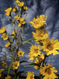 Wildflowers blooming on the Kansas prairie