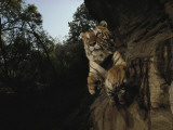 A remote camera captures a leaping tiger