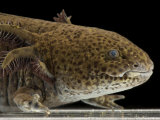 An endangered Mexican axolotl