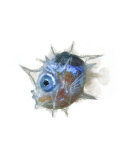 The larva of the slender mola is pea-size and big-eyed