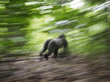 A noisy charge through the jungle may be to intimidate nearby rivals