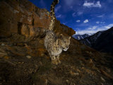 A snow leopard signals its presence by urinating beside his trail