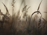 A foggy autumn morning on the Kansas prairie
