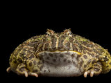 A chacoan horned frog