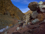 A snow leopard signals its presence by rubbing its scent on a rock