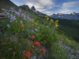 Wildflowers along Garden Wall trail from Logan Pass