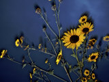 Wildflowers blooming on the Kansas prairie