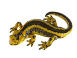 A common fire salamander