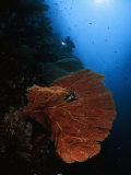 A glade of sea fans off of Misool Island
