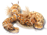 Four toxic Risbecia tryoni nudibranchs