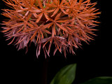 Close up of a fireball lilly