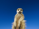 Insect Remains Hang on the Lips of a Meerkat  Long Claws Dig Up Bugs
