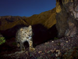 A remote camera captures an endangered snow leopard