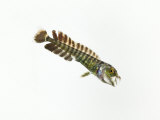 The larva of a dolphinfish  or mahi mahi