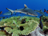 Gray reef sharks and red snappers hover above a patch of table coral