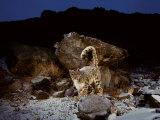 Their tail helps snow leopards stay warm and keep their balance