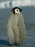 An Emperor Penguin Chick Sports a Fluffy Coat of Downy Feathers