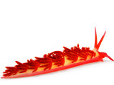 A toxic Cuthona species of nudibranch