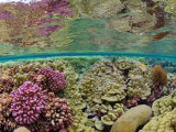 Hard coral carpets a shallow seafloor on Kingman Reef