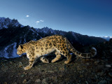 A snow leopard traverses a rocky slope