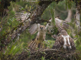 A male Philippine eagle delivering twig to nest
