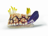 A toxic Chromodoris geometrica nudibranch