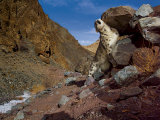 A snow leopard marks its trail by rubbing its scent on a rock