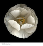 Folded Ranunculus