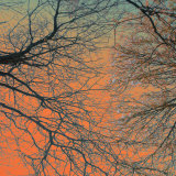 Sunset Forest III