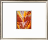 Red Canna