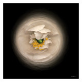 Ranunculus no 15
