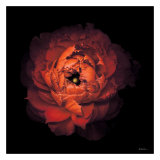 Ranunculus no 43